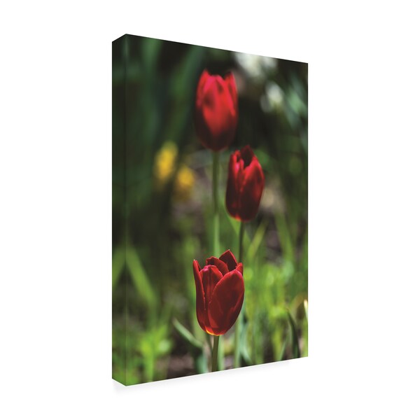 Kurt Shaffer Photographs 'Three Red Tulips' Canvas Art,22x32